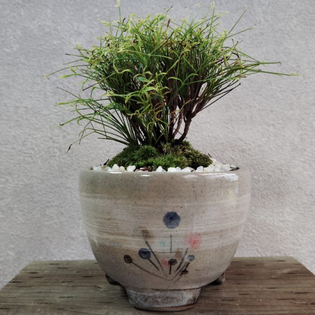 錦糸南天 (青芽錦糸) | 土筆ショップ