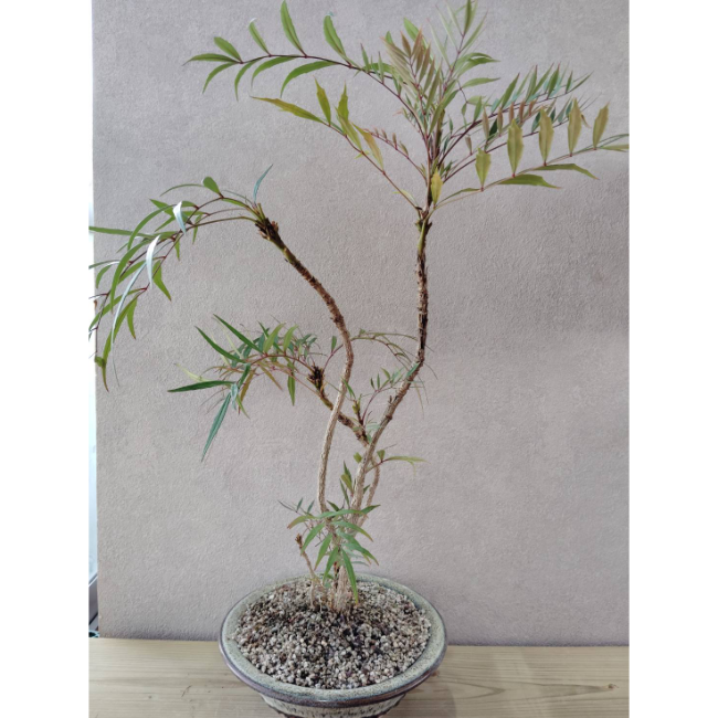 ホソバヒイラギナンテン