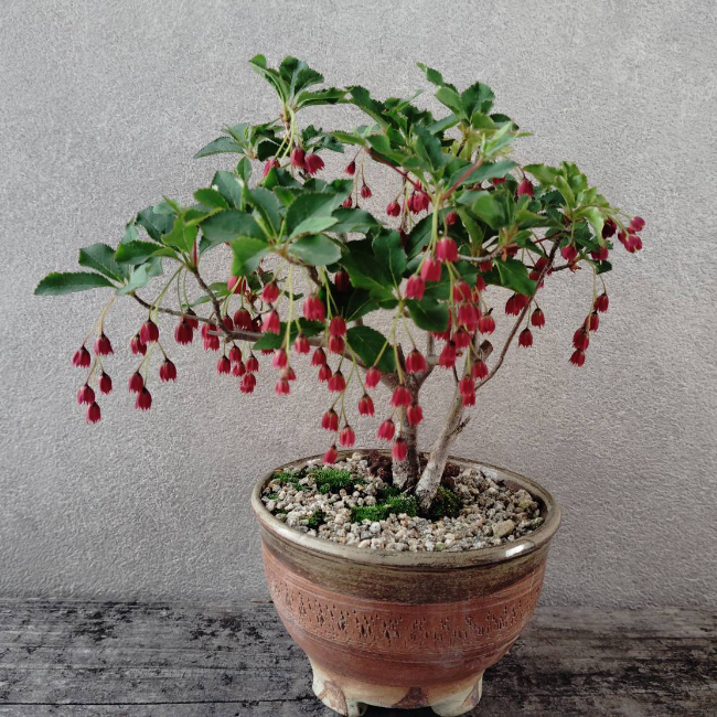 ドウダンツツジ