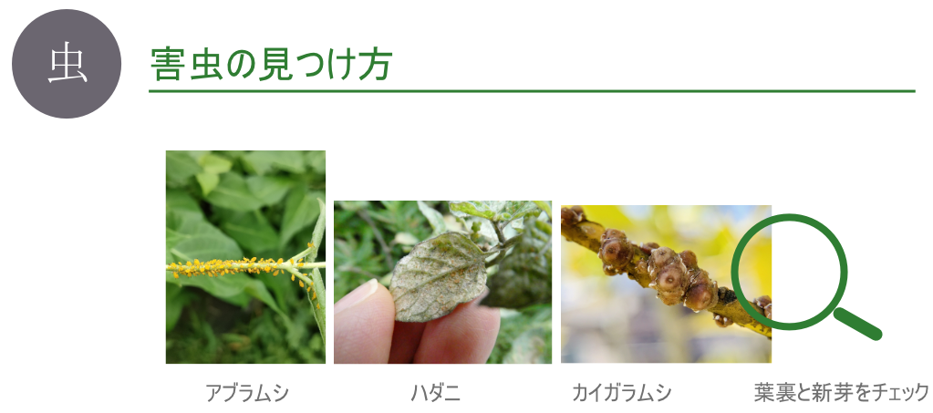 アブラムシ・ハダニ・カイガラムシの見分け図