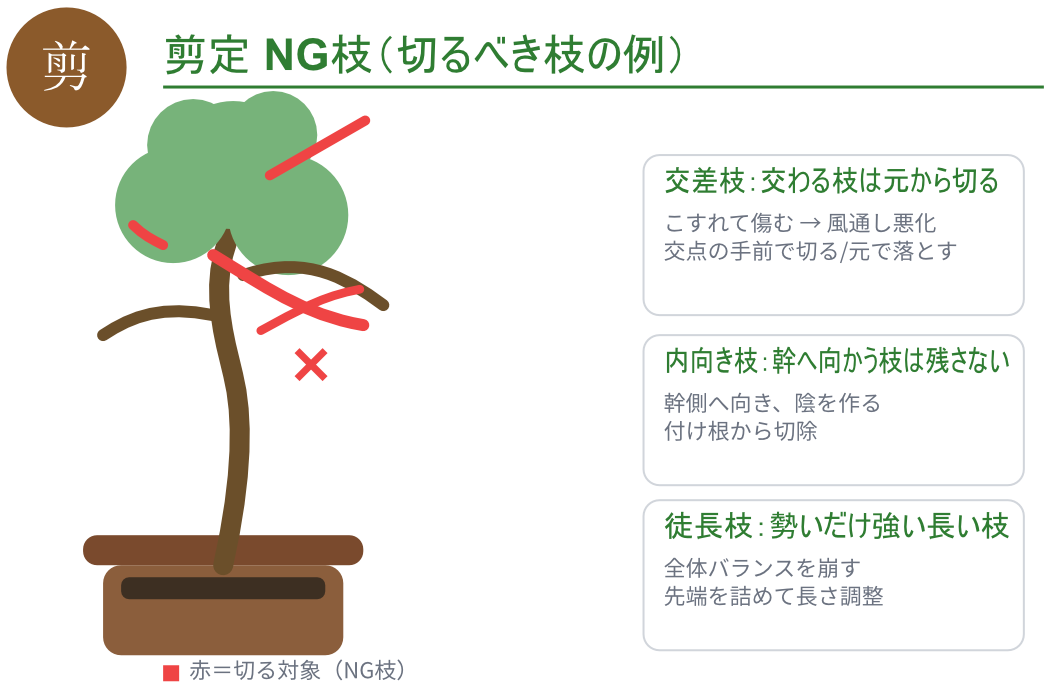 剪定で落とすべきNG枝（交差枝・内向き枝・徒長枝）