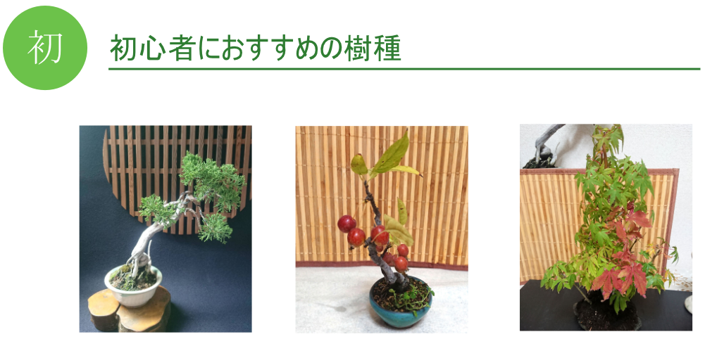 育てやすい樹種のコラージュ（ガジュマル・モミジ・長寿梅など）