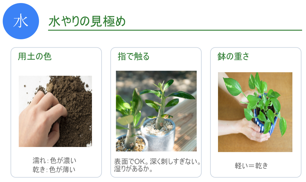 水やりの見極め